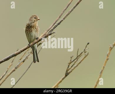 Twite, Linaria flavirostris altaica, en Mongolie. Banque D'Images