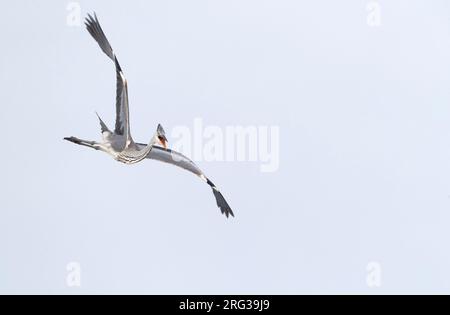 Héron gris (Ardea cinerea ) appelant en vol aux pays-Bas. Banque D'Images