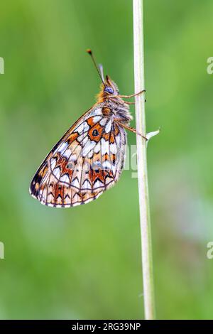 Vue latérale d'un petit Fritilari bordé de perles assis sur une tige d'aplant Banque D'Images