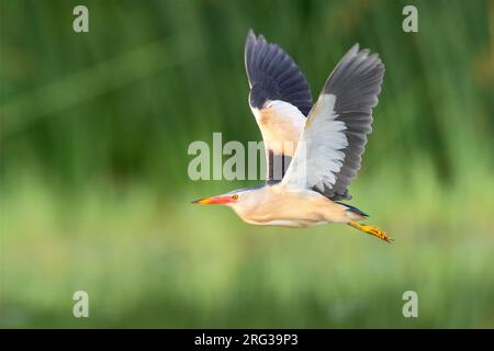 Petit Bittern (Ixobrychus minutus), vue latérale d'un homme adulte en vol, Campanie, Italie Banque D'Images