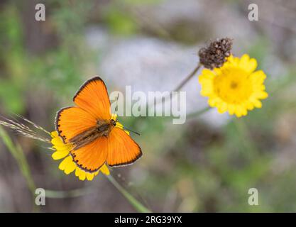 Cuivre rare mâle (Lycaena virgaureae) en Bulgarie. Banque D'Images