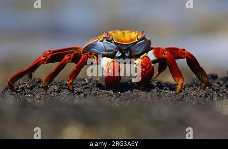 Crabe Sally Lightfoot (Grapsus grapsus) sur les îles Galapagos, Équateur. Aussi connu sous le nom de Red Rock Crab. Banque D'Images