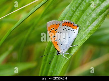 Gros cuivre néerlandais (Lycaena dispar batava) aux pays-Bas. Sous-espèce endémique. Banque D'Images