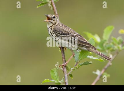 Adulte mâle Pipit arbre (Anthus trivialis) assis dans un arbre en Italie, chantant bruyamment. Banque D'Images