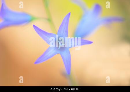 Rampion Bellflower, Campanula rapunculus Banque D'Images