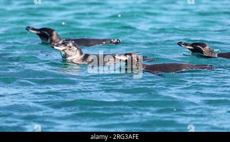 Quatre pingouins des Galapagos (Spheniscus mendiculus) nageant dans l'océan au large des îles Galapagos, Équateur. Banque D'Images