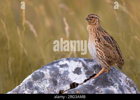 Caille commune mâle, Coturnix coturnix, en Italie. Banque D'Images