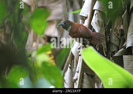 Babbler à poils blancs (Stachyris thoracica) sur Java occidental en Indonésie. Banque D'Images