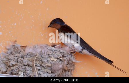 Hirondelle de grange (Hirundo rustica rustica) adulte nourrissant des poussins dans un nid placé sur une lampe murale en Toscane, Italie Banque D'Images