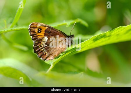 Scotch Argus mâle Banque D'Images