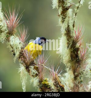 Hooded Mountain-Tanager, Buthraupis montana, en Colombie. Perché dans un arbre. Banque D'Images