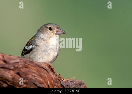 Femelle de Madeira Chaffinch (Fringilla coelebs maderensis), une sous-espèce endémique de l'île de Chaffinch sur l'île de Madère. Banque D'Images