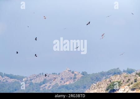 Groupe de vautours Griffon (Gyps fulvus) s'élevant au-dessus d'une colline dans l'Estrémadure, Espagne. Banque D'Images