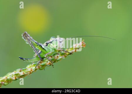 Femelle Grey Bush-cricket Banque D'Images