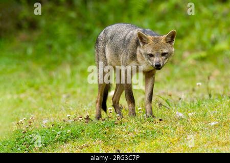 Renard mangeur de crabe (Cerdocyon thous) en Colombie. Aussi connu sous le nom de renard de forêt, renard de bois, bushdog. Banque D'Images