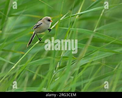 Femme barbu reedling (Panurus biarmicus) perchée dans un roseau à Xinjiang, en Chine. Banque D'Images