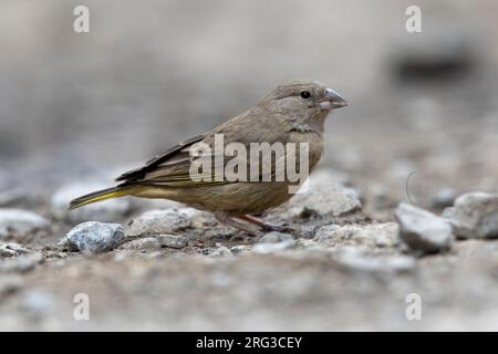 Une femelle du chinchard jaune verdâtre (Sicalis olivascens chloris) à San Pedro de Casta, Pérou. Banque D'Images