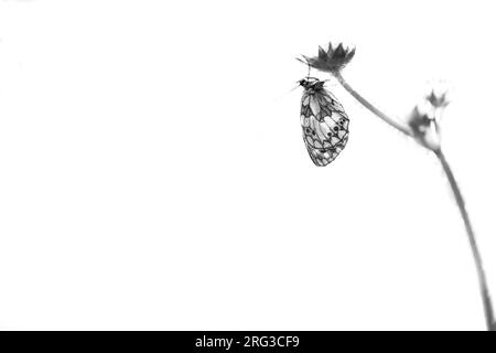 Melanargia galathea en marbre blanc, Banque D'Images