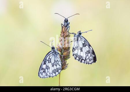 Melanargia galathea en marbre blanc, Banque D'Images