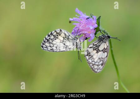 Melanargia galathea en marbre blanc, Banque D'Images