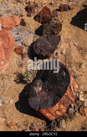 Des blocs de bois pétrifié dispersés dans un lit de rivière sec.Près de Khorixas, Kunene, Namibie. Banque D'Images