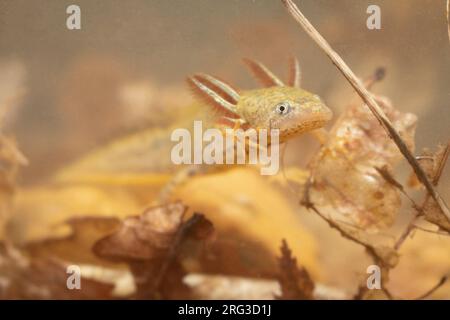 Grand ou Newt Cresté du Nord (Triturus cristatus) a pris le 04/08/2021 au Mans - France. Banque D'Images