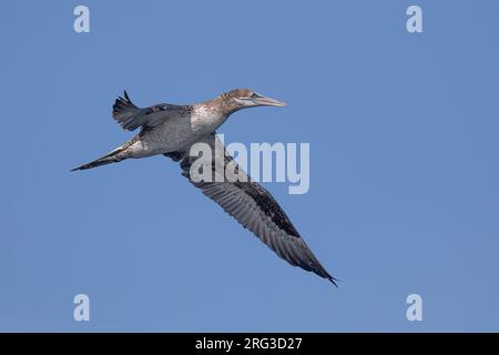 Gannet du Nord (Morus bassanus), immature (2RBR) en vol, avec le ciel comme arrière-plan. Banque D'Images