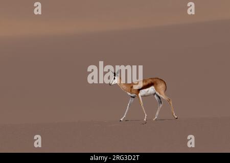 Un tremplin marche sur une dune de sable.Parc national de la Côte du squelette, Kunene, Namibie. Banque D'Images