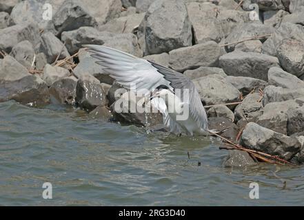 Tern à bec de mouette, Gelochelidon nilotica chasse la merde avec succes, debout dans l'eau avec des ailes ouvertes. Banque D'Images