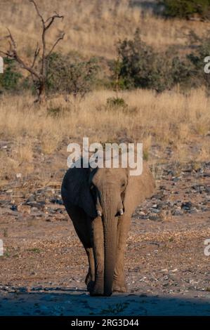 Un éléphant marche dans un lit de rivière sec.Skeleton Coast, Kunene, Namibie. Banque D'Images