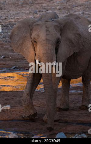 La lumière du soleil met en évidence un éléphant marchant dans un lit de rivière sec.Skeleton Coast, Kunene, Namibie. Banque D'Images