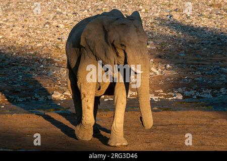 Un éléphant marche dans un lit de rivière sec éclairé par le soleil.Skeleton Coast, Kunene, Namibie. Banque D'Images