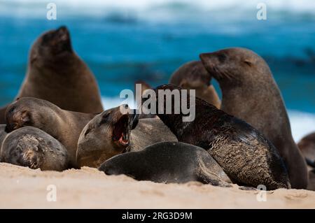 Les phoques à fourrure du Cap s'envelouté les uns les autres sur la plage de Cape Frio.Cape Fria, Skeleton Coast, Kunene, Namibie. Banque D'Images