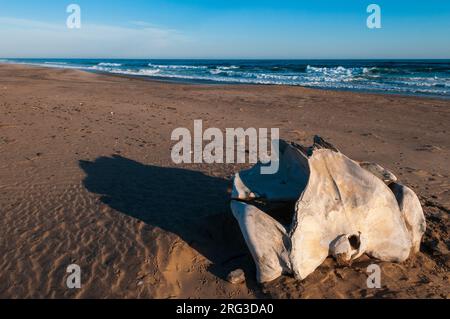 Un os de baleine blanchi jette une ombre sur la plage.Cape Fria, Skeleton Coast, Kunene, Namibie. Banque D'Images