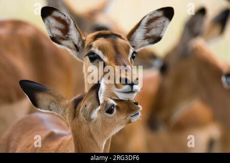 Portrait d'une Impala femelle avec son veau, Aepyceros melampus.Parc national du lac Nakuru, Kenya, Afrique. Banque D'Images