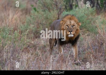 Un lion mâle, Panthera leo, patrouiller.Concession Khwai, delta d'Okavango, Botswana Banque D'Images