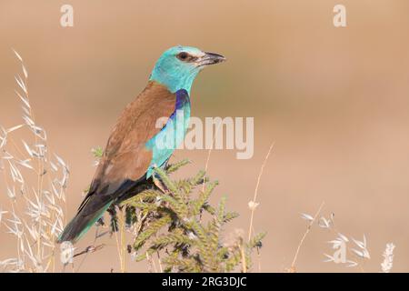 European Roller (Coracias garrulus), vue latérale d'une femme adulte perchée sur un Echium italicum, Campanie, Italie Banque D'Images