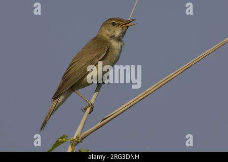 Zingende Kleine Karekiet in het riet ; chanter Eurasian Reed Warbler à reed Banque D'Images