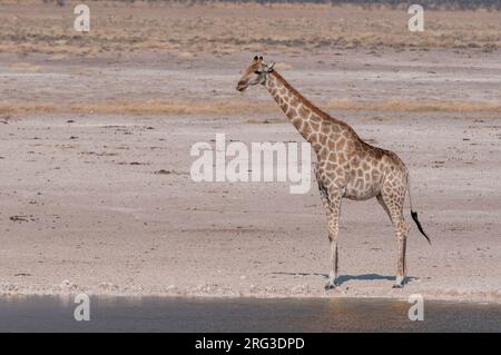 Une girafe, Giraffa camelopardalis, se dresse au bord d'un trou d'eau.Parc national d'Etosha, Namibie. Banque D'Images