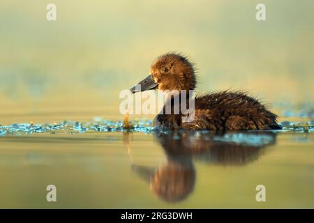 Canard touffeté (Aythya fuligula), vue latérale d'un jeune poussin avec réflexion sur l'eau Banque D'Images