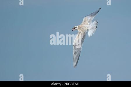 Sterne à bec de mouette ; Gelochelidon nilotica Banque D'Images