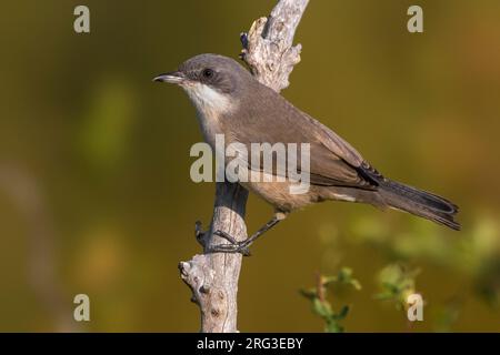 Première de l'hiver Western Orphean Warbler (Sylvia hortensis) Banque D'Images