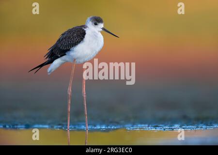 Échasses juvéniles à ailes noires (Himantopus himantopus) debout en eau peu profonde en Italie. Banque D'Images