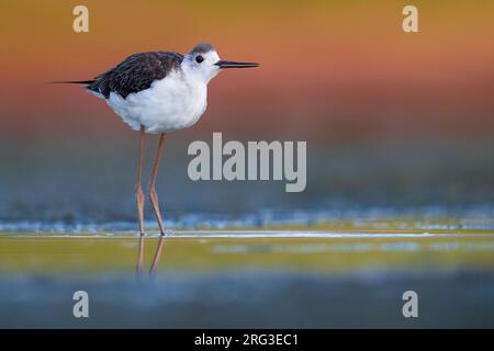 Échasses juvéniles à ailes noires (Himantopus himantopus) debout en eau peu profonde en Italie. Banque D'Images