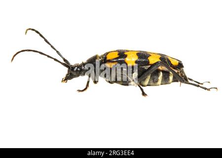 Beetle Longhorn à quatre bandes, Leptura quadrifasciata Banque D'Images