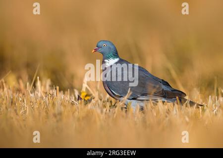 Pigeon de bois commun, Columba palumbus, en Italie. Banque D'Images