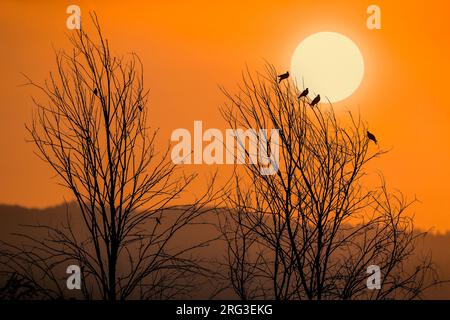 Pigeon de bois commun, Columba palumbus, en Italie. Plusieurs pigeons perchés au sommet d'un arbre contre le soleil levant. Banque D'Images