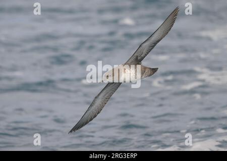 Puffinus mauretanicus (Puffinus mauretanicus) juvénile, vu d'en bas, avec la mer comme arrière-plan. Banque D'Images