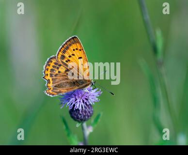 Cuivre rare, Lycaena virgaureae, femelle Banque D'Images