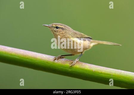 Îles Canaries Chifflat (Phylloscopus canariensis canariensis) sifflant sur une plante, Gran Canaria, Îles Canaries, Espagne. Banque D'Images